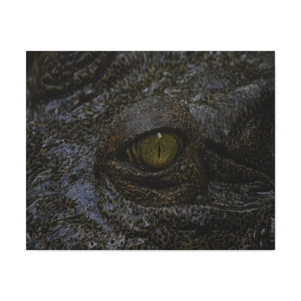 Staring Alligator Canvas Gallery Wraps Unframed